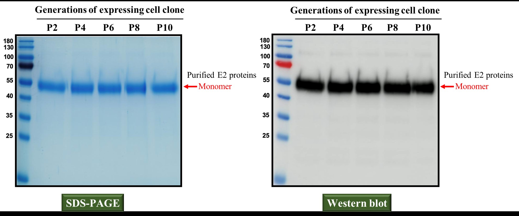 可溶性E2抗原表現於細胞株中