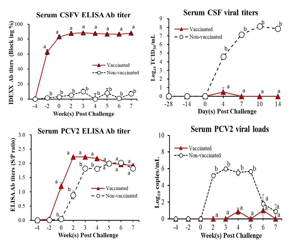 單劑施打CSF/PCV2雙價次單位疫苗後，可使豬隻產生抗體足以抗強毒株攻毒並降低病毒血症